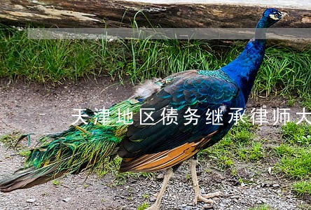 天津地区债务继承律师大概多少钱 天津地区债务继承律师大概多少钱