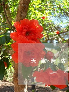 天津塘沽区国企法律顾问 天津塘沽区国企法律顾问