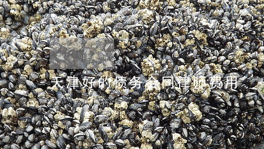 天津好的债务合同律师费用 天津好的债务合同律师费用