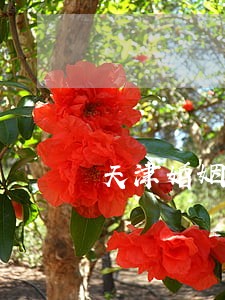 天津婚姻法律咨询app 天津婚姻法律咨询app