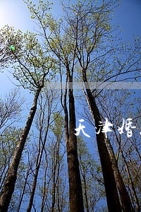 天津婚姻法律咨询热线 天津婚姻法律咨询热线