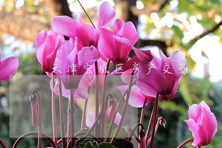 天津宝坻区房产交易律师