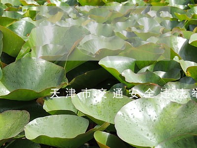 天津市交通安全违法举报 天津市交通安全违法举报