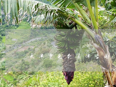 天津市免费法律咨询 天津市免费法律咨询