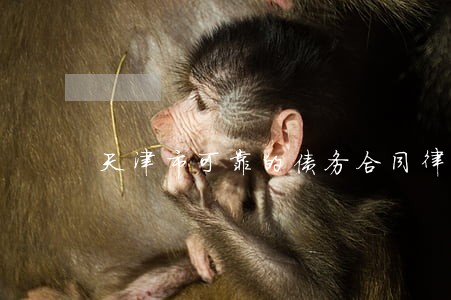 天津市可靠的债务合同律师哪里找 天津市可靠的债务合同律师哪里找