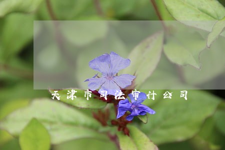 天津市司法审计公司 天津市司法审计公司