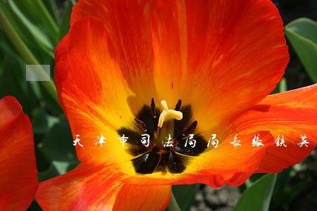 天津市司法局局长张铁英