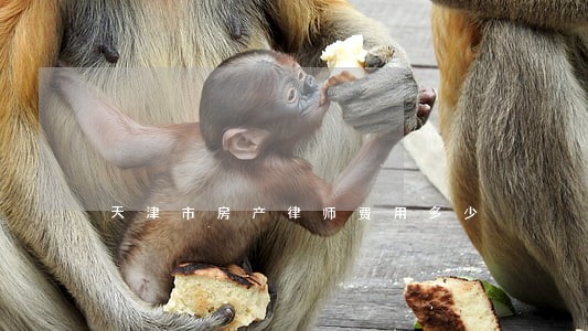天津市房产律师费用多少 天津市房产律师费用多少