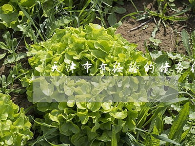 天津市有经验的债务继承律师 天津市有经验的债务继承律师