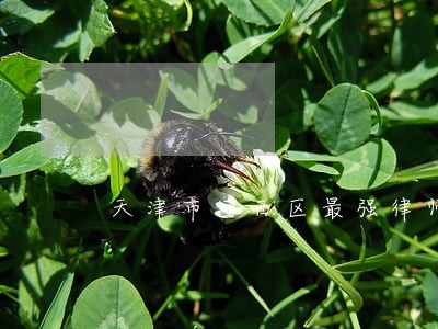 天津市河西区最强律师事务所 天津市河西区最强律师事务所