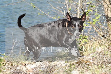 天津市津南区专业律师 天津市津南区专业律师