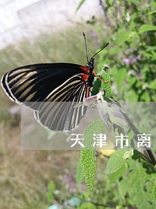 天津市离婚纠纷律师推荐 天津市离婚纠纷律师推荐