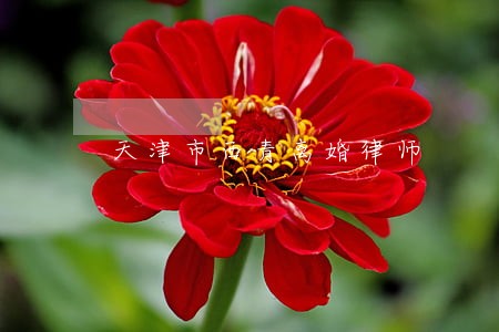 天津市西青离婚律师