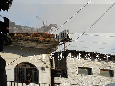 天津市违法建设五年 天津市违法建设五年