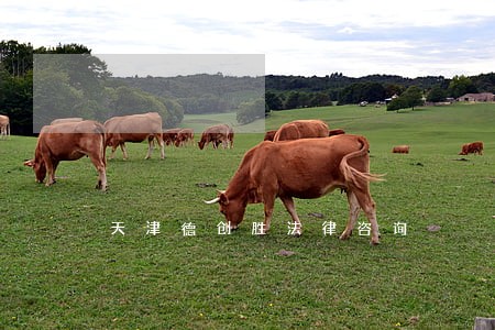 天津德创胜法律咨询 天津德创胜法律咨询