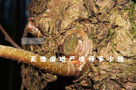 天津房地产律师多少钱 天津房地产律师多少钱