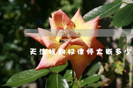 天津找期权律师大概多少钱 天津找期权律师大概多少钱