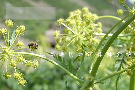 天津本地房地产律师介绍 天津本地房地产律师介绍