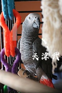 天津武清金融债务律师 天津武清金融债务律师