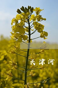 天津河东外企法律顾问 天津河东外企法律顾问
