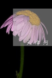 天津河东金融债务律师