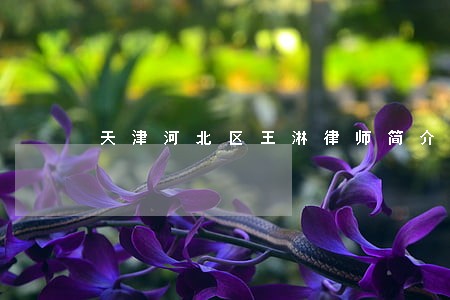 天津河北区王淋律师简介