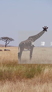 天津河西区专办继承诉讼纠纷律师 天津河西区专办继承诉讼纠纷律师