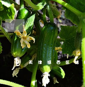 天津河西区婚姻女律师前1 天津河西区婚姻女律师前1