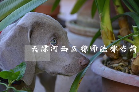 天津河西区律师法律咨询 天津河西区律师法律咨询