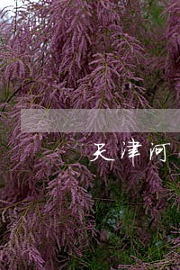 天津河西婚姻咨询律师 天津河西婚姻咨询律师