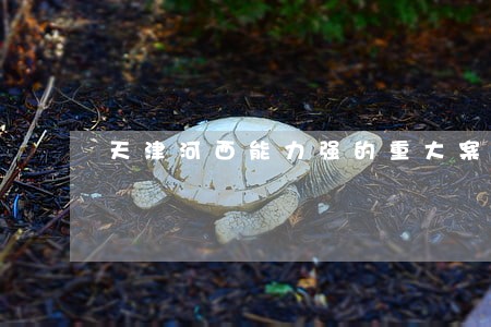 天津河西能力强的重大案件律师