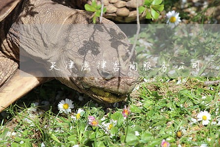 天津法律咨询服务公司 天津法律咨询服务公司