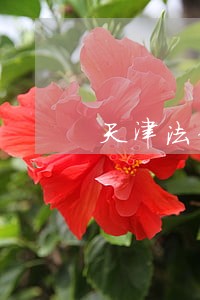 天津法律问题解答 天津法律问题解答