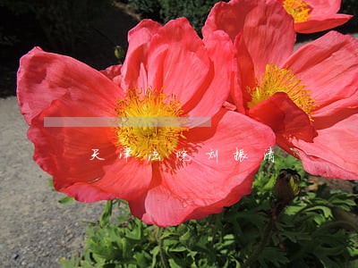 天津法院刘振清