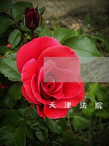 天津法院张立 天津法院张立