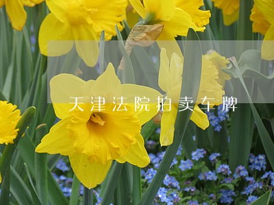 天津法院拍卖车牌