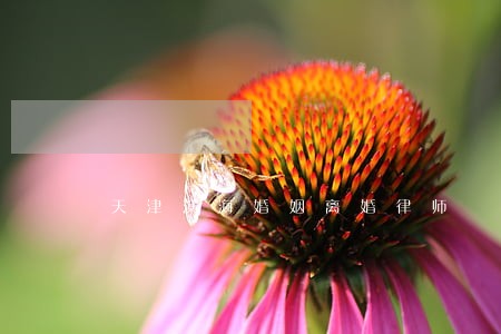 天津滨海婚姻离婚律师 天津滨海婚姻离婚律师