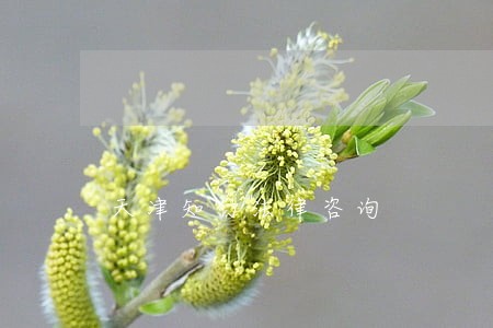 天津知行法律咨询 天津知行法律咨询