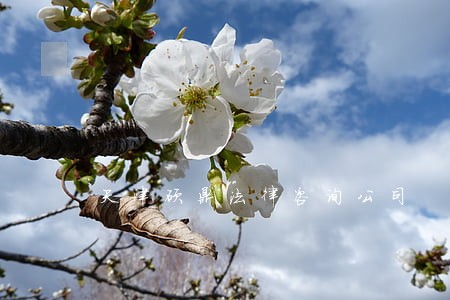 天津硕鼎法律咨询公司 天津硕鼎法律咨询公司