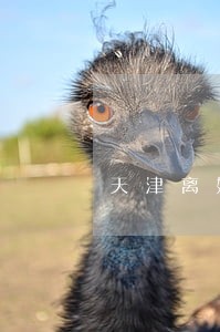 天津离婚债务纠纷 天津离婚债务纠纷