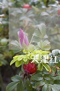 天津红桥区法律咨询律师 天津红桥区法律咨询律师