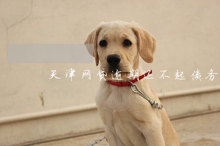 天津网贷逾期还不起债务减免