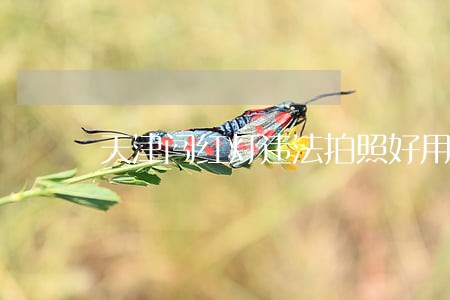 天津闯红灯违法拍照好用 天津闯红灯违法拍照好用
