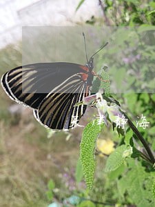 天津静海婚姻律师顾问