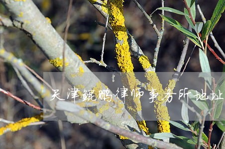 天津鲲鹏律师事务所地址 天津鲲鹏律师事务所地址