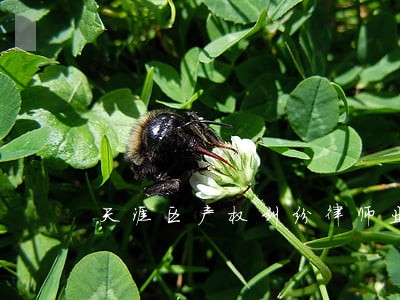 天涯区产权纠纷律师业务 天涯区产权纠纷律师业务