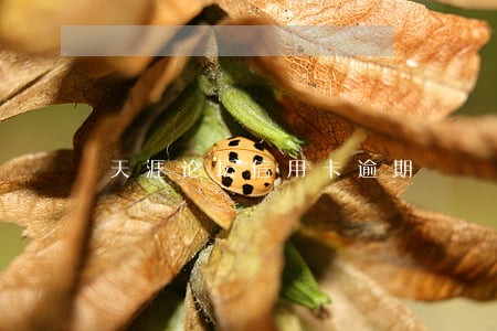 天涯论坛信用卡逾期 天涯论坛信用卡逾期