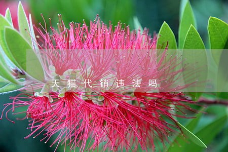 天猫代销违法吗 天猫代销违法吗