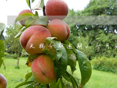 天猫分期逾期2个月会影响征信吗 天猫分期逾期2个月会影响征信吗