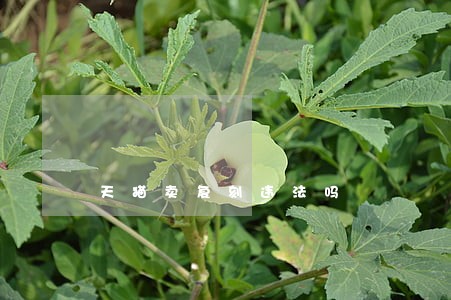 天猫卖复刻违法吗 天猫卖复刻违法吗